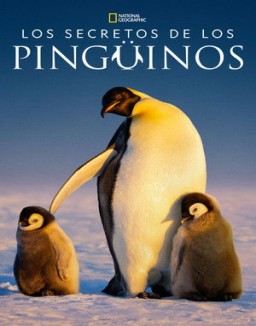 Los secretos de los pingüinos serie gratis