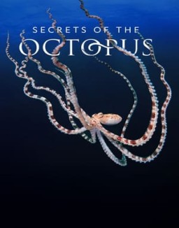 Secrets of the Octopus series latino